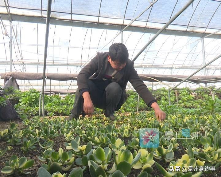有能耐！亳州小伙回乡创业打造“多肉乐园”