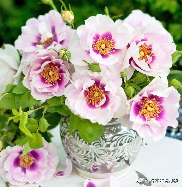 网购月季应该怎么种植?月季移栽后出现黄叶、枯萎是什么原因呢?