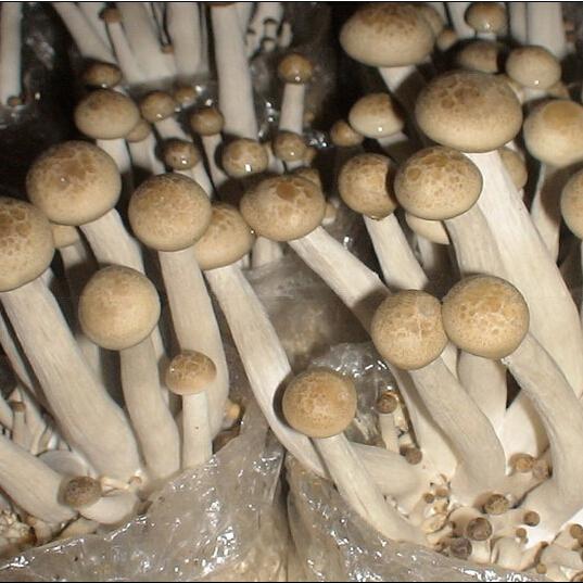 广西全州产业扶贫有妙招,引进这个项目,投资小见效快收益高,农民脱贫致富不用愁