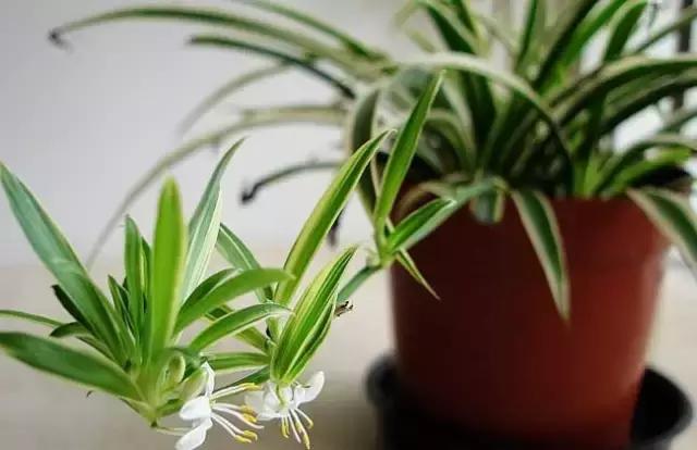 枯死发财树起死回生小妙招,冬天吊兰绿萝发财树怎么养