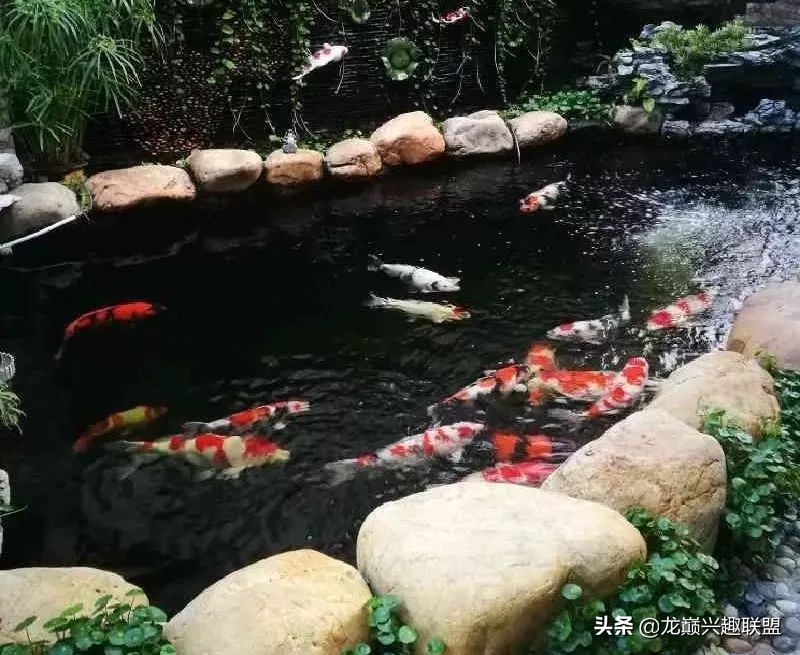 锦鲤入缸的正确方法,锦鲤新缸开缸注意事项