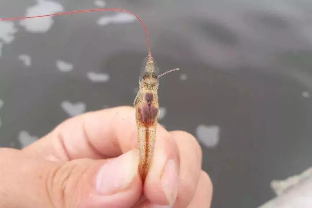 对虾偷死病的防治方法,对虾黑便什么原因