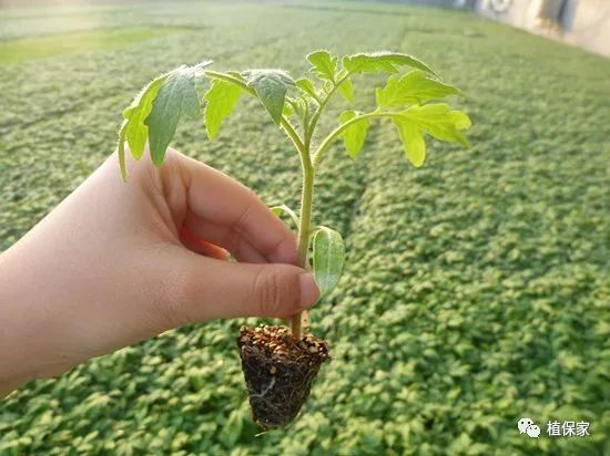 代森联和代森锰锌哪个好,代森联与代森锰锌作用一样吗