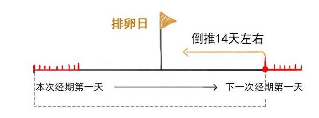 排卵期的计算方法准确吗,排卵期怎么算视频