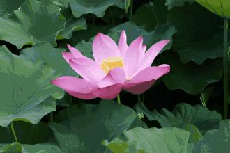 300个出自诗经的好成语,诗经100个经典成语