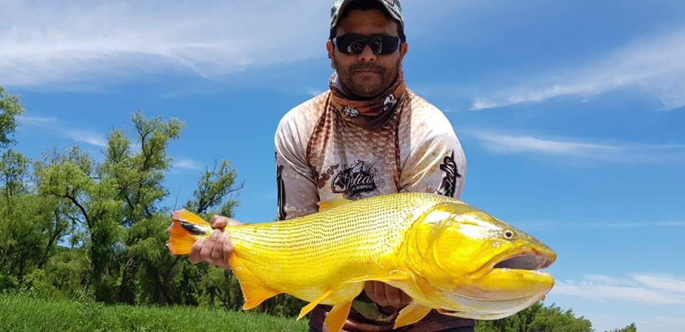 南美洲亚马逊黄金河虎,南美黄金河虎鱼