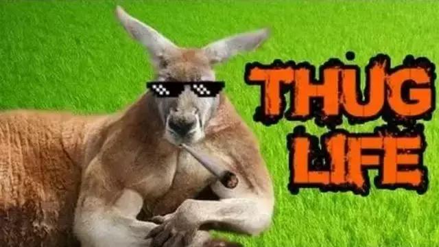 袋鼠和人打架视频,袋鼠为什么喜欢和狗狗打架