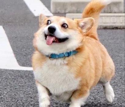 可爱到“上头”的7种狗狗，特别受欢迎