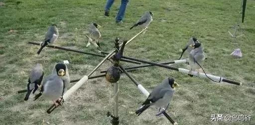 蜡嘴鸟训练技术视频大全,蜡嘴鸟多大开始训