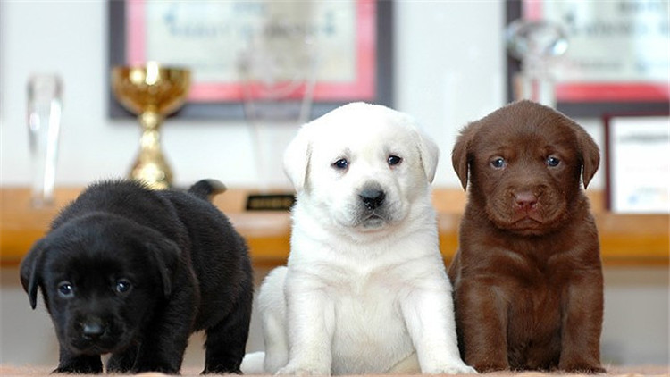 怎么判断小拉拉是纯种的,如何区分拉拉和金毛的幼崽