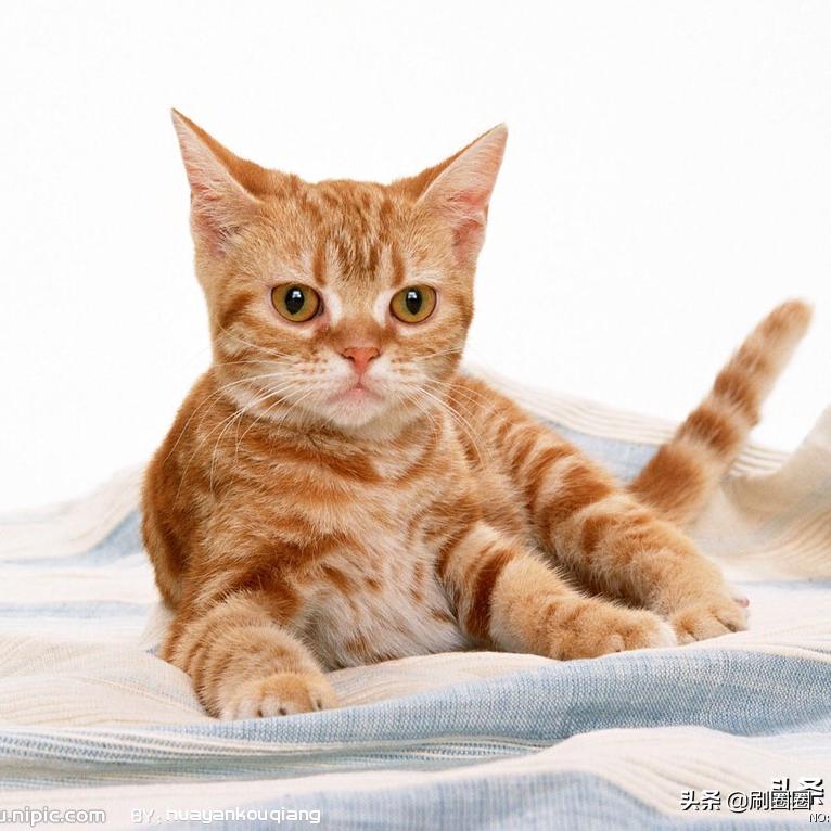 第五单元说明文作文500字五年级,五年级第五单元说明文作文范文