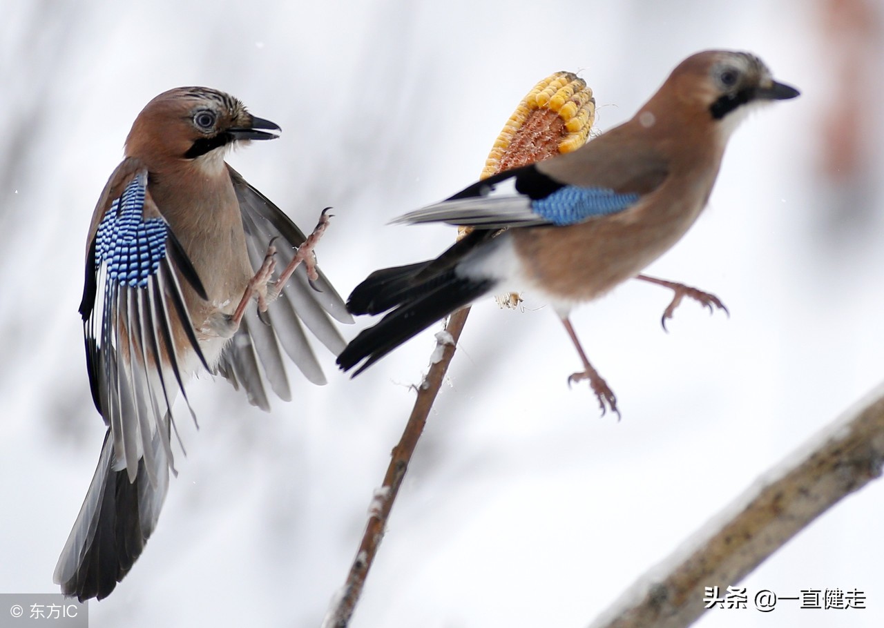 一目了然——《诗经》（256——265）