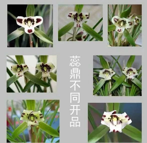 中国兰花的鉴赏标准,中国兰花特征介绍