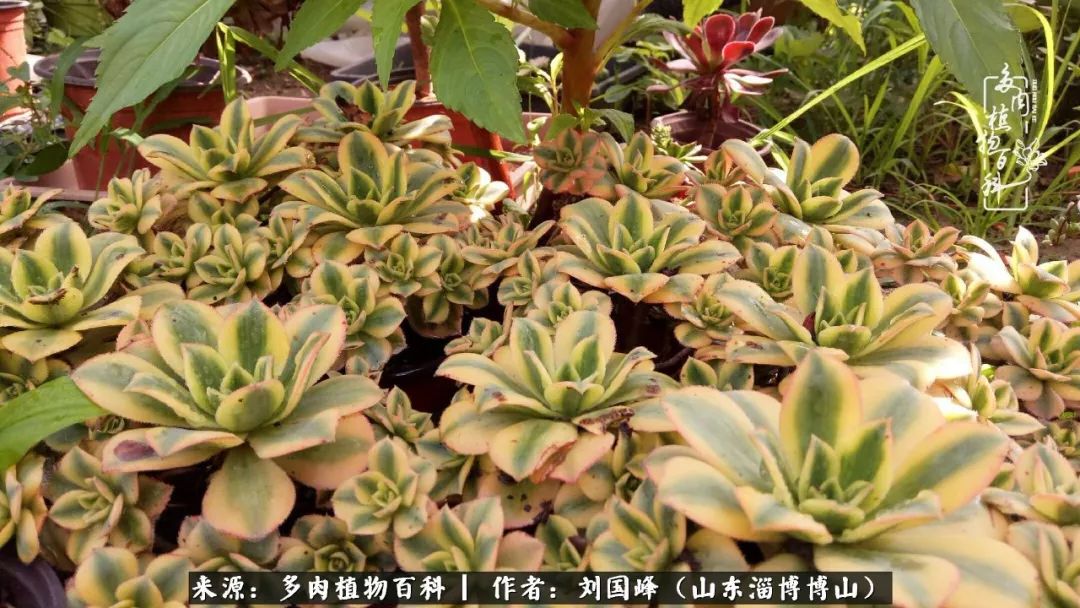 多肉安全度夏技巧,多肉如何度夏教学