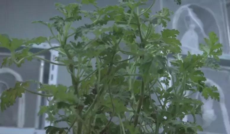 网红驱蚊产品真的有用吗,最有效的驱蚊产品排行榜