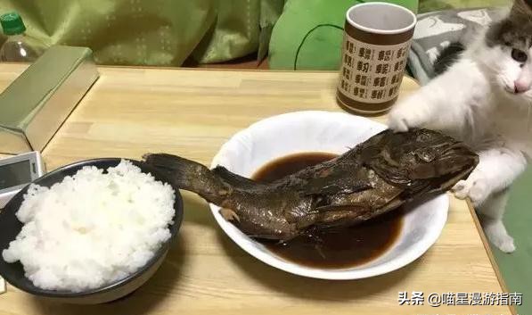 铲屎官想偷吃点零食也太难了吧,铲屎官日常被撒狗粮