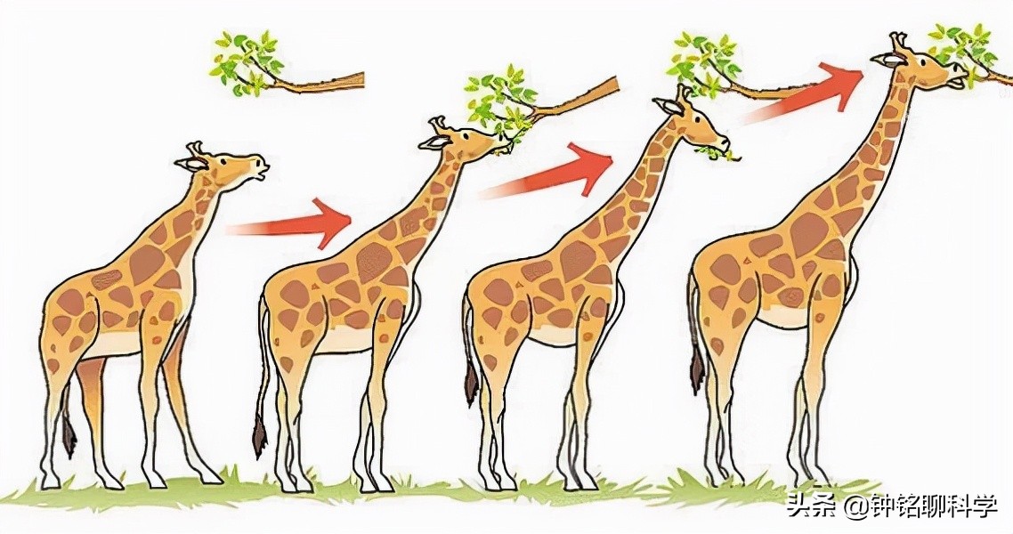 人都是女人生的，早在人类形成之前，第一个女人是怎么来的？