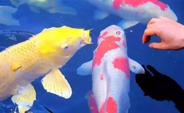 锦鲤鱼常见病怎样防止,怎么应对锦鲤应激症