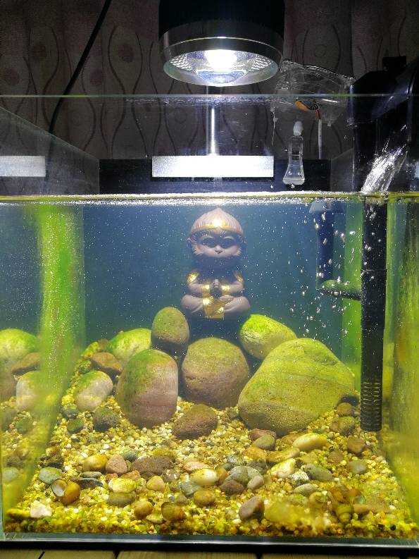 不换水只加水是什么意思,养鱼不换水只换次鱼