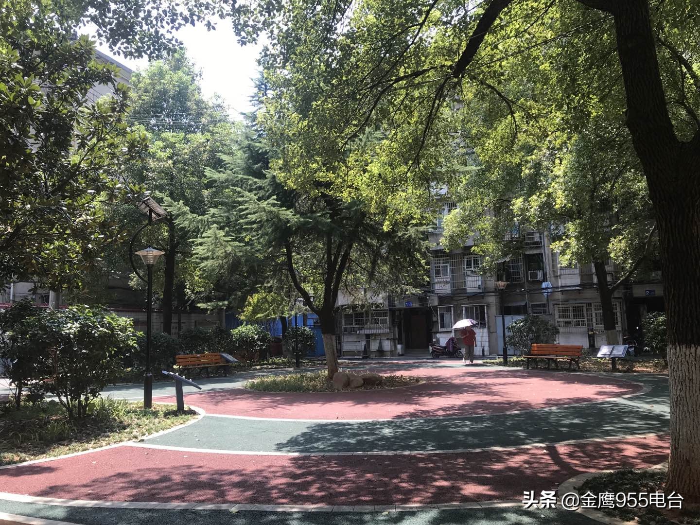 宠物狗被铅弹袭击,宠物犬被撞事故