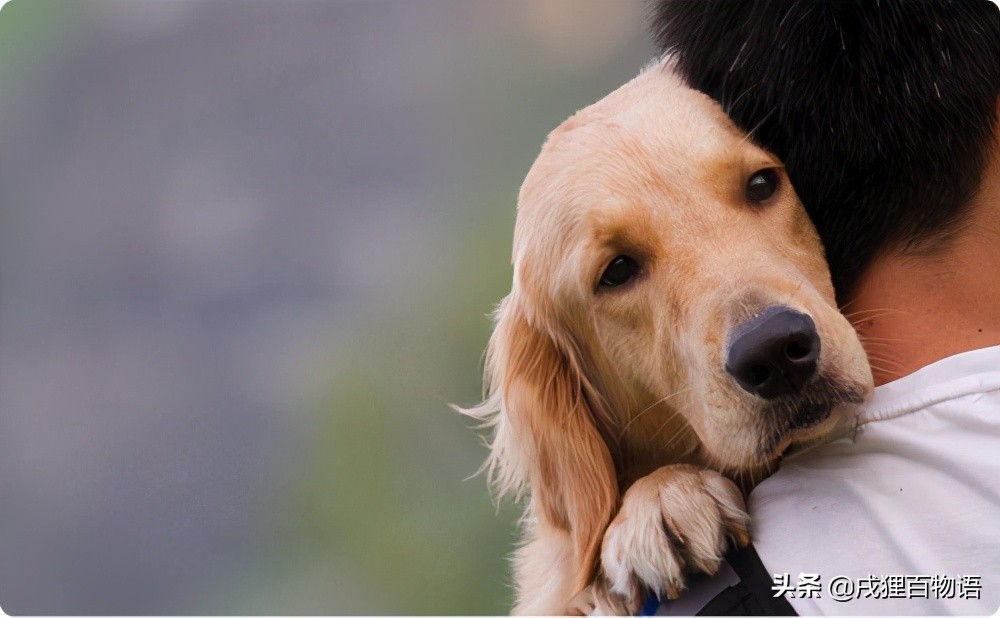 狗狗感染细小和冠状能治好吗,狗狗感染了细小怎么治疗