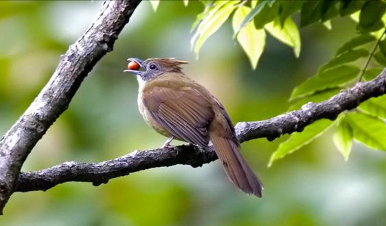 东江揽胜,惠州淡水常见鸟类图谱