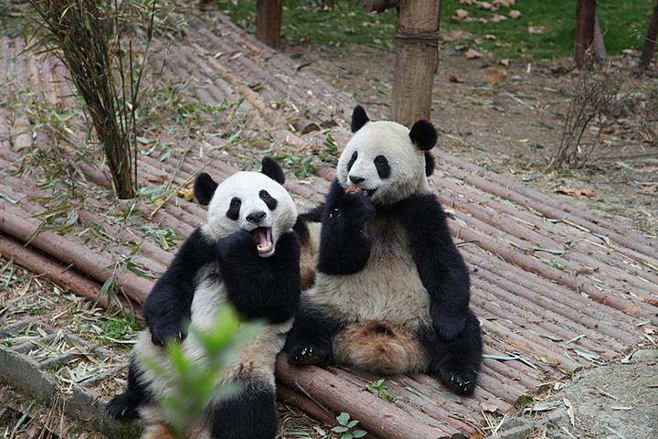 成都周末吃喝玩乐一体的地方,成都周边一日游的宝藏地