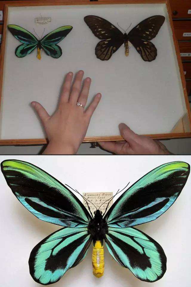 世界上最强的十种昆虫,昆虫界无毒的最厉害的十大昆虫