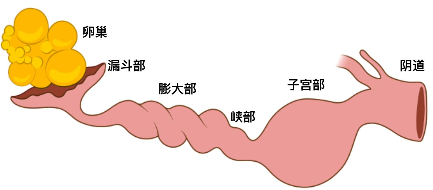 双黄蛋的产生:和激素无关,但也很有趣