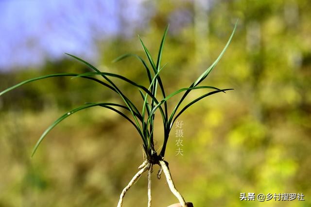 兰花冬天冻苗怎么养,兰花幼苗过冬注意事项