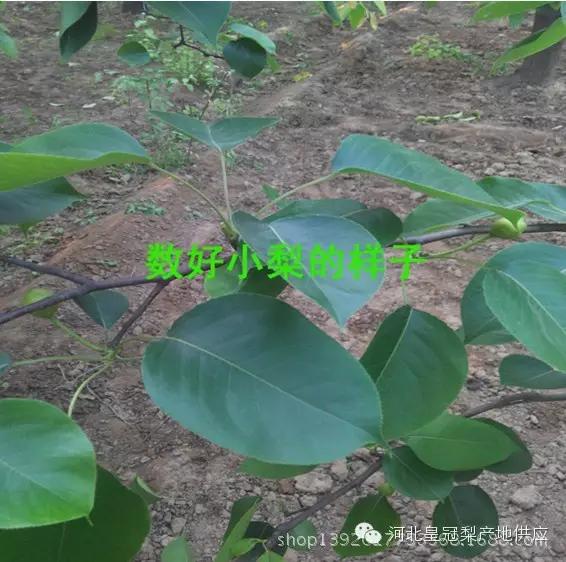 鸭梨与皇冠梨雪花梨哪个好,鸭梨雪花梨皇冠梨的区别