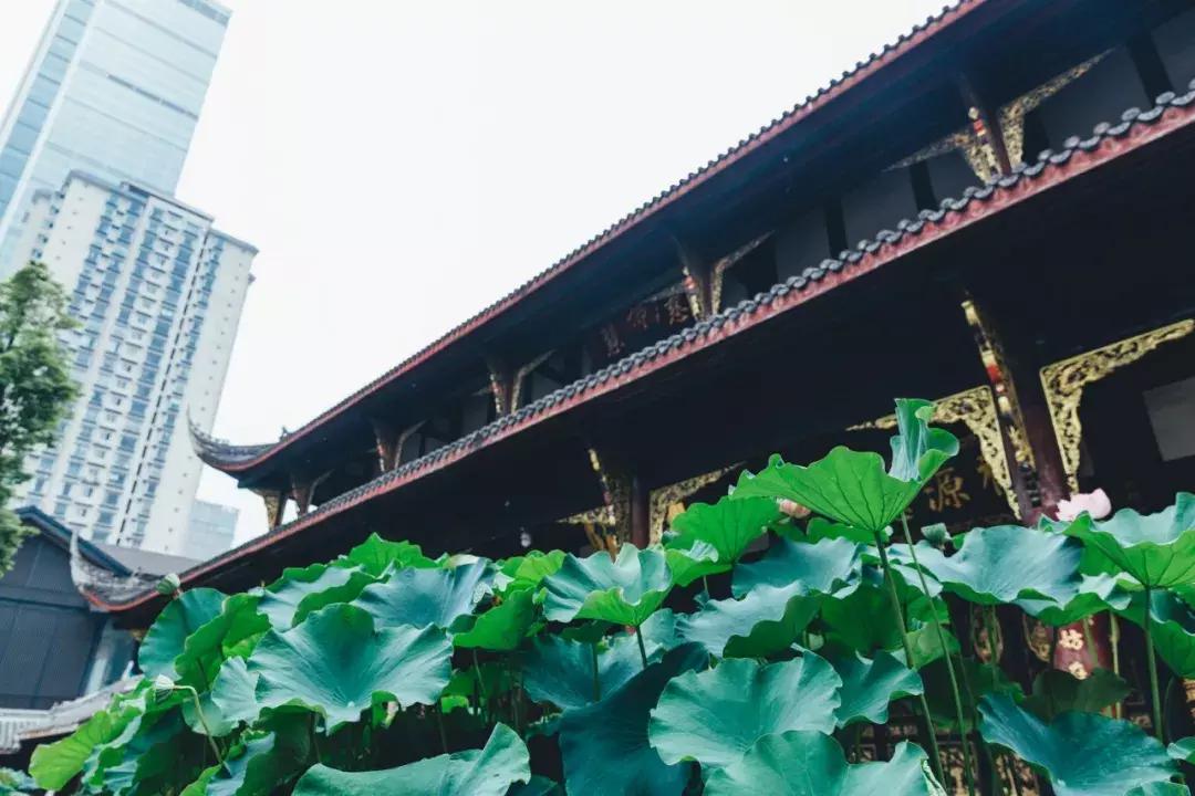 成都最美荷花池,成都荷花池有哪些