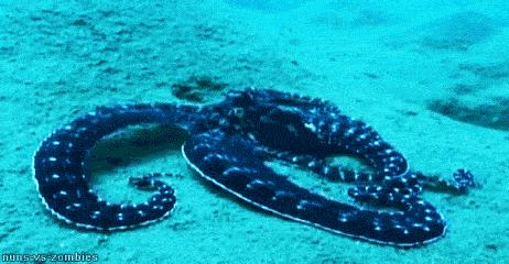 章鱼是外星生物的后人吗,章鱼是最接近外星人的生物吗