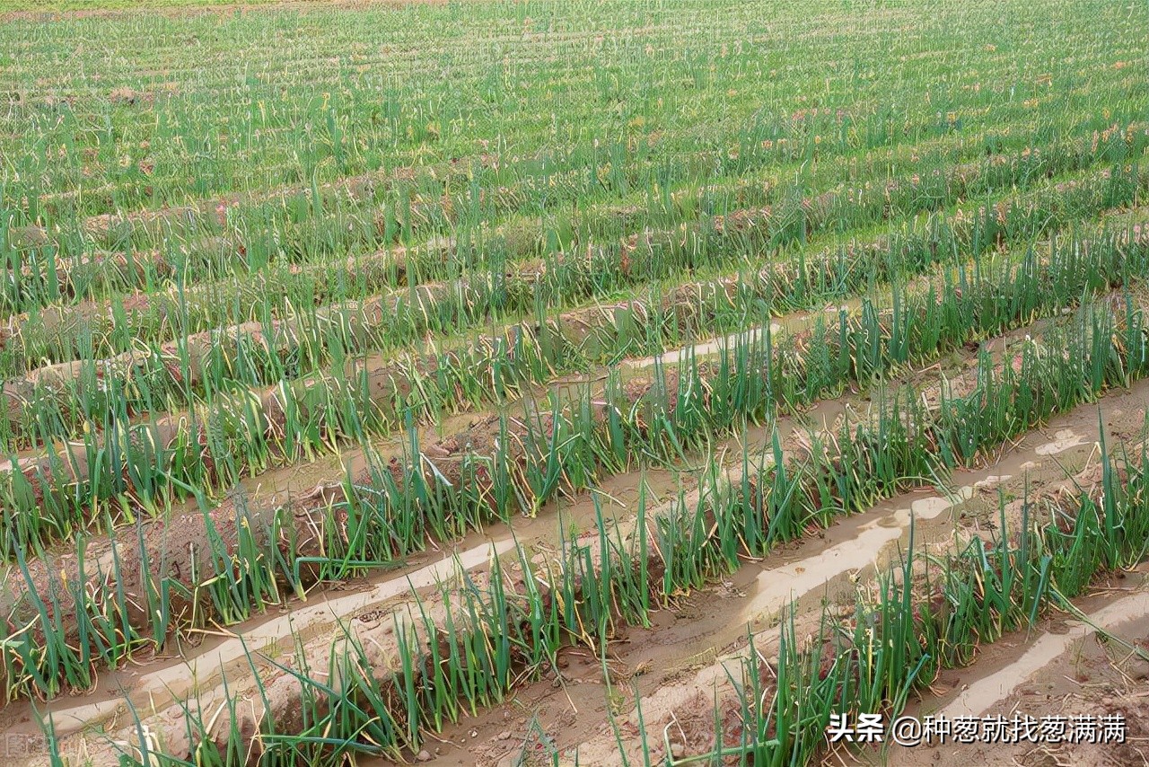 大葱重茬种植有什么危害,大葱重茬如何调理