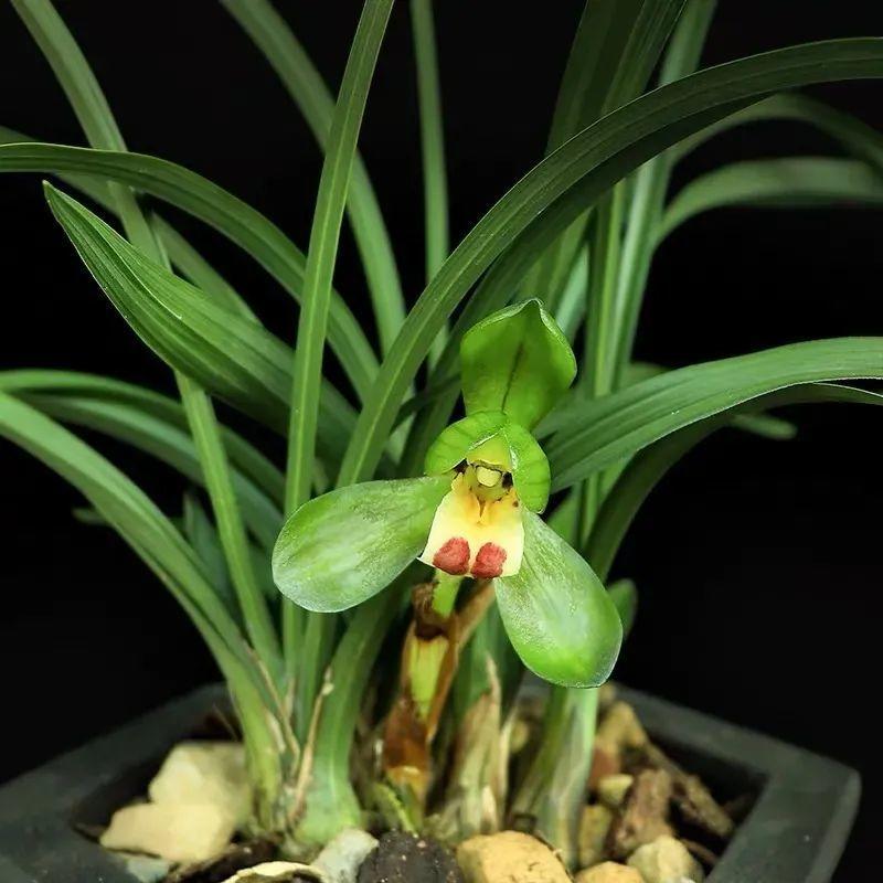 耐寒又好养的香水花,家里可以养法国香水花