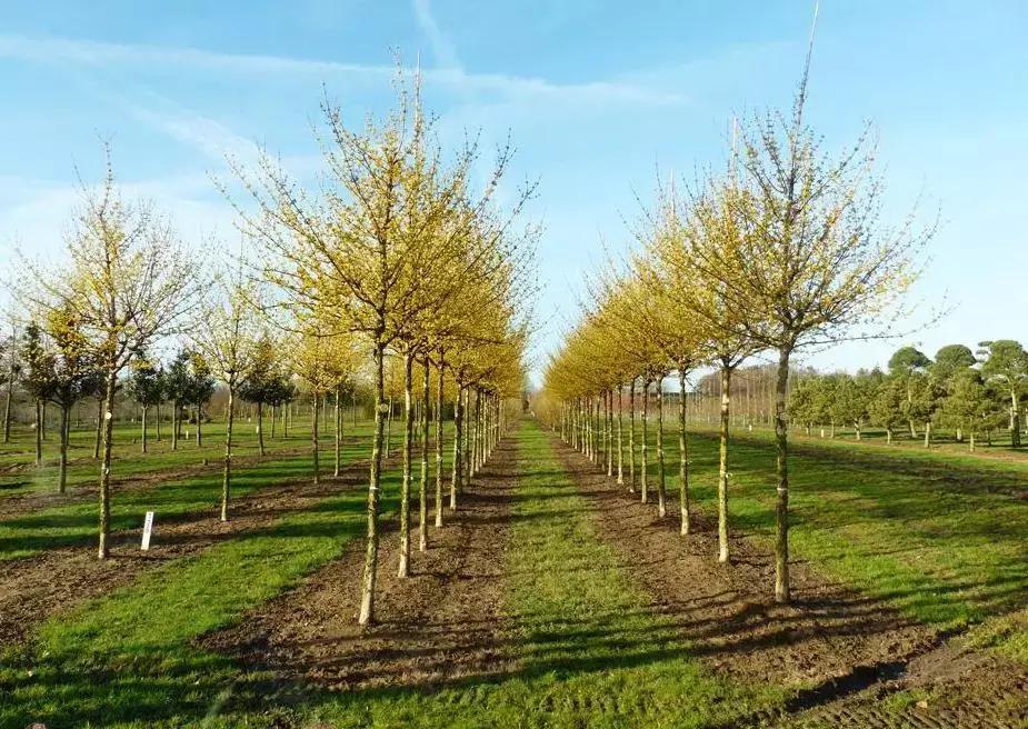 灌木球苗圃每亩盈利多少,苗圃经营新手入门