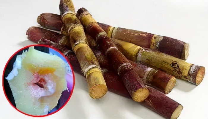 甘蔗末端出现红色丝状,是流血了吗?还是有毒的?