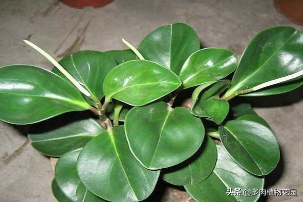 碧玉植物怎么养护,翡翠碧玉植物怎么养