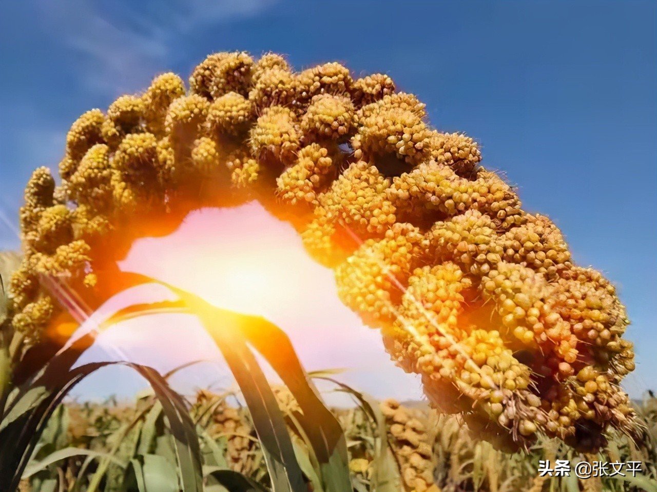 膯,在古代汉语中,意思吃得太多肚子难受,今天我们写作撑