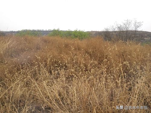 男性结扎了妻子还会意外怀孕吗,老婆结扎后意外怀孕能要吗