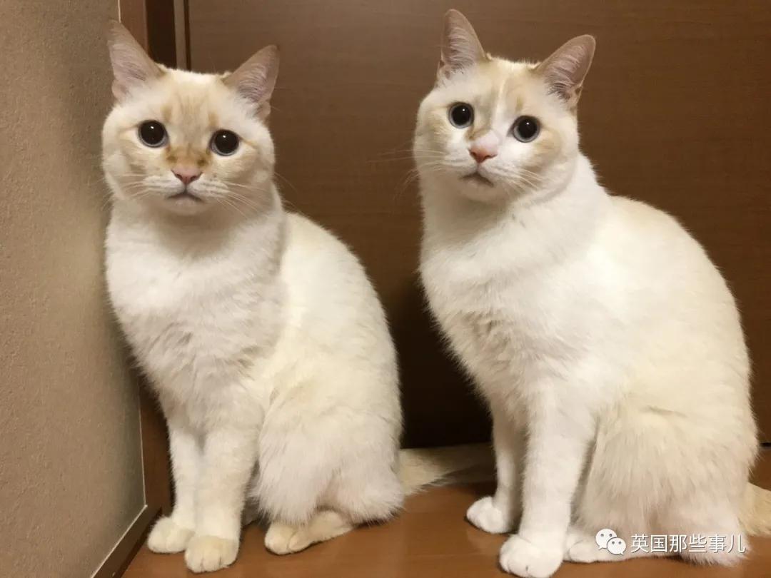 养暹罗等于养好几种猫,重庆暹罗猫变黑了还能白回来吗