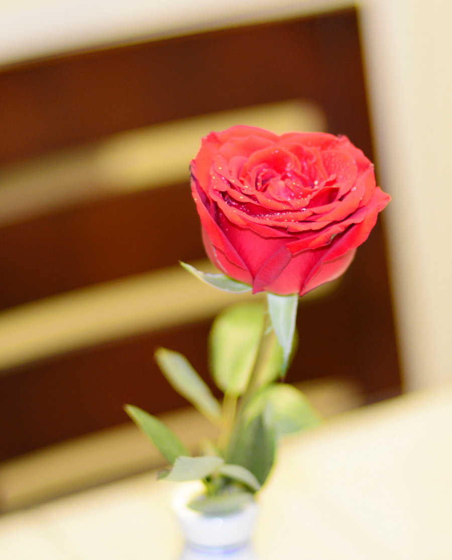 养花也要经历九九八十一难,养花的苦恼有哪些