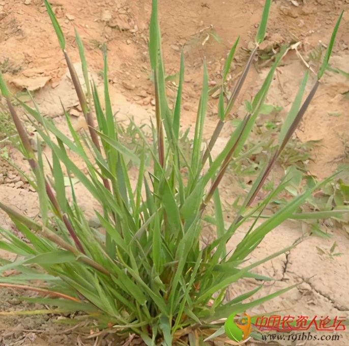 农田杂草图谱防治方法,农田主要杂草图谱