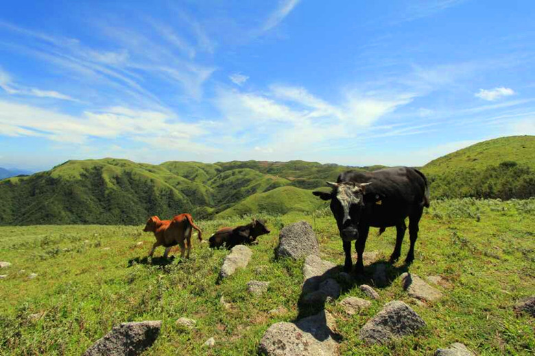 农村养牛口诀,养牛致富顺口溜搞笑