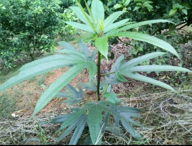 在农村常见能煲汤的植物,适合农村野外煲汤的植物