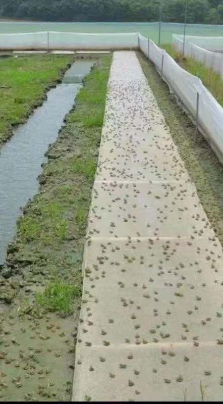 仙桃万蛙鸣青蛙养殖,青蛙养殖湖南省