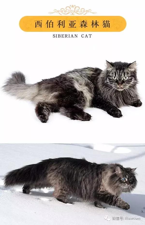 搜猫咪各种图片,世界猫咪图录