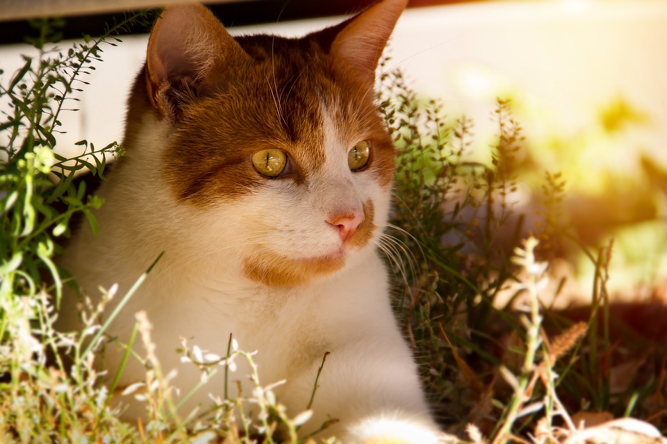 英短蓝猫喂哪个品牌粮,英短蓝猫猫粮推荐性价比高排行榜