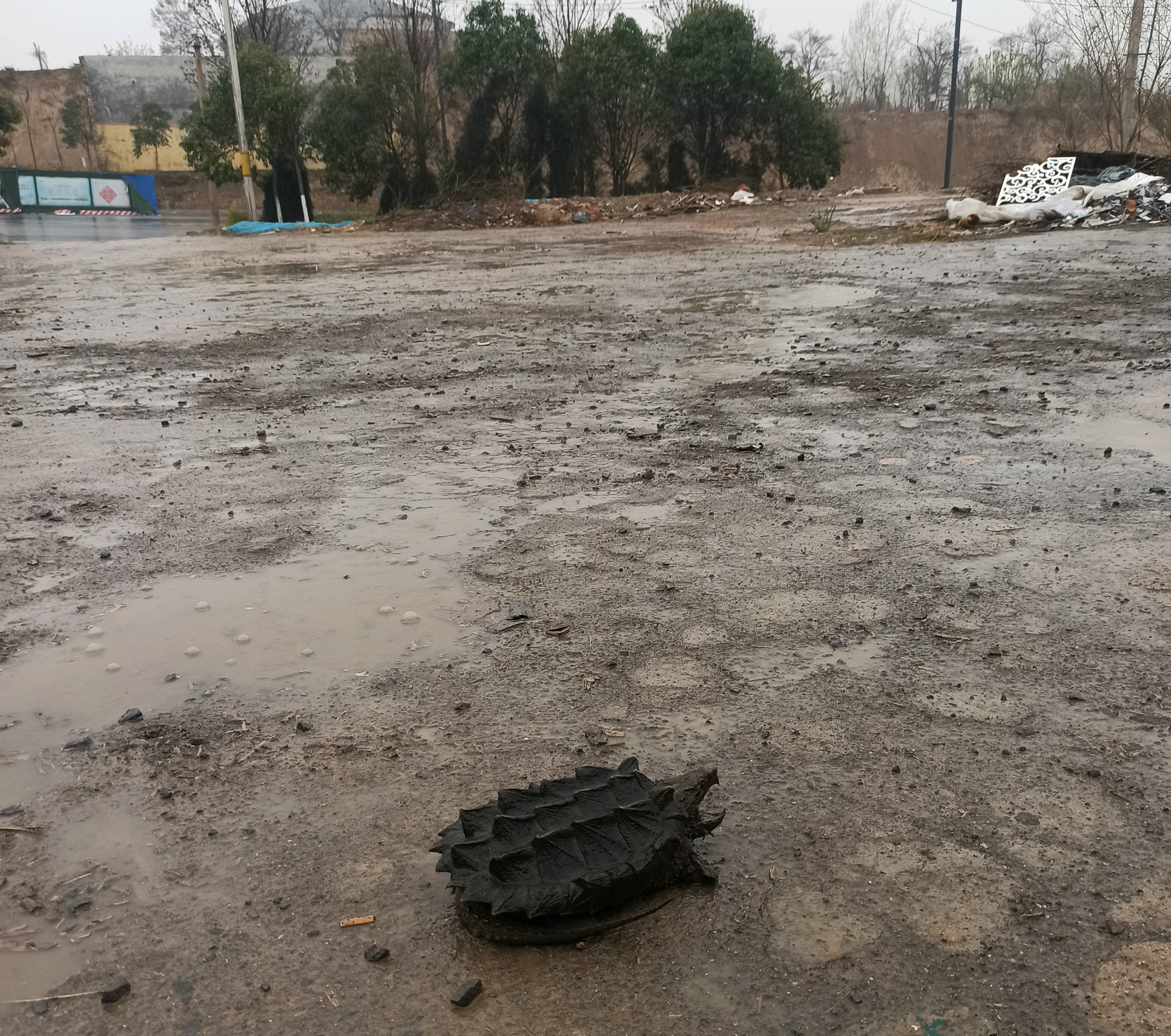 大水冲出乌龟,村中洪水意外发现巨龟