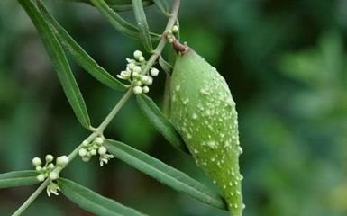 在田里发现这种“羊奶瓜”,快保护起来,值钱,一斤好几十